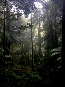 Tropical outdoor green