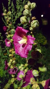 Close up plant flower photo