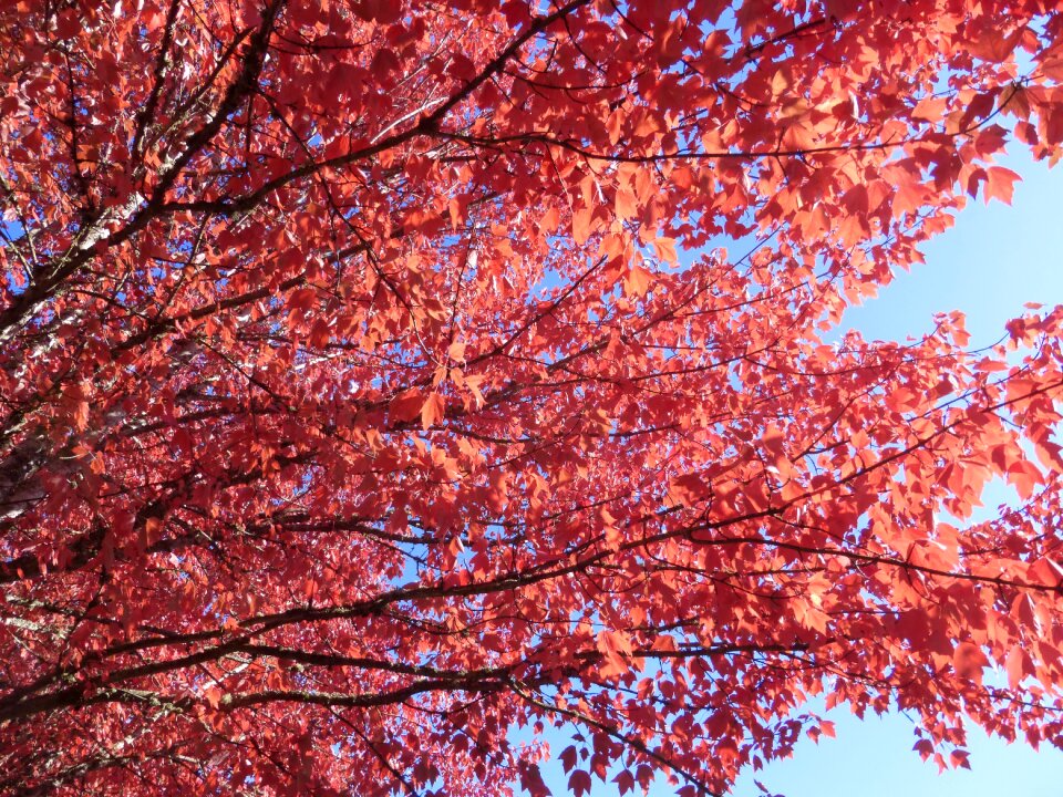 Autumn nature foliage