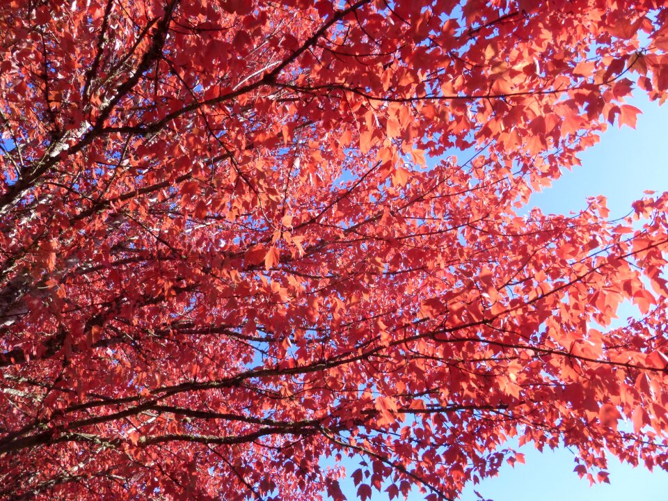 Autumn nature foliage photo