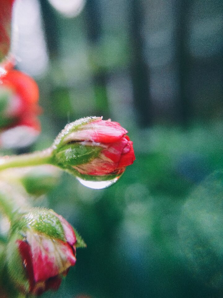 Flower drop macro