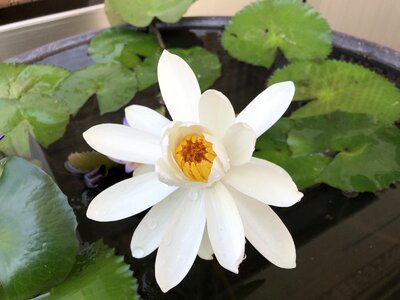 Xie white 蓮 flower summer