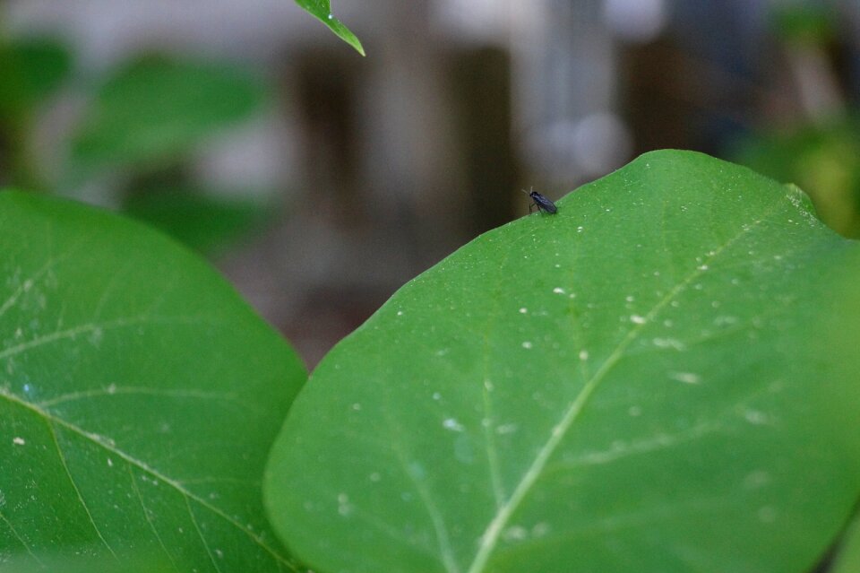 Close up green nature