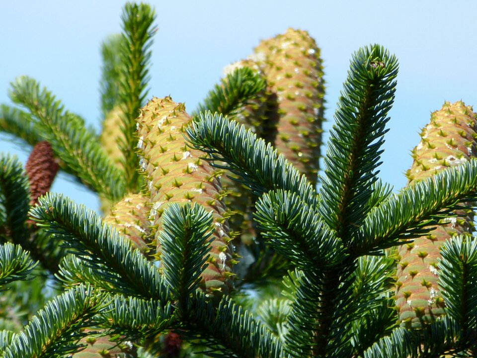 Pine cones allgäu green