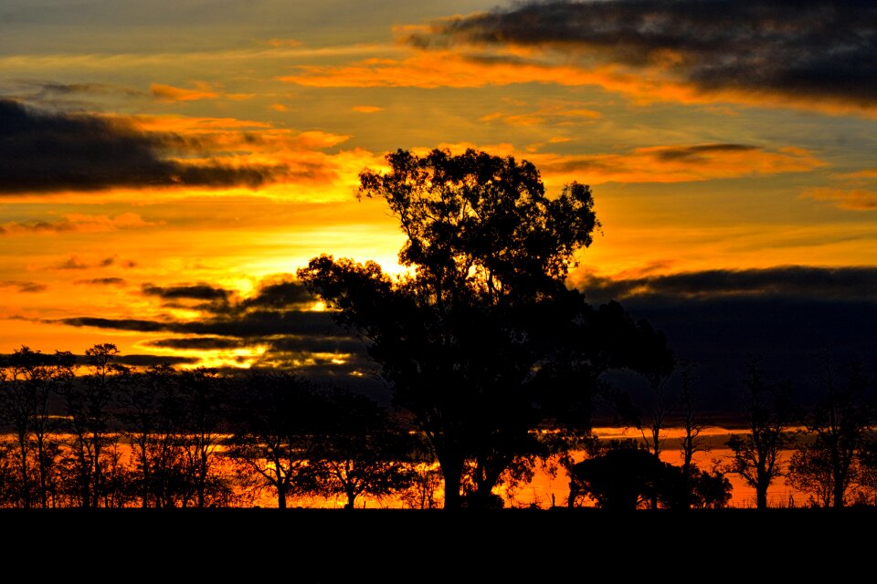 Sun nature trees