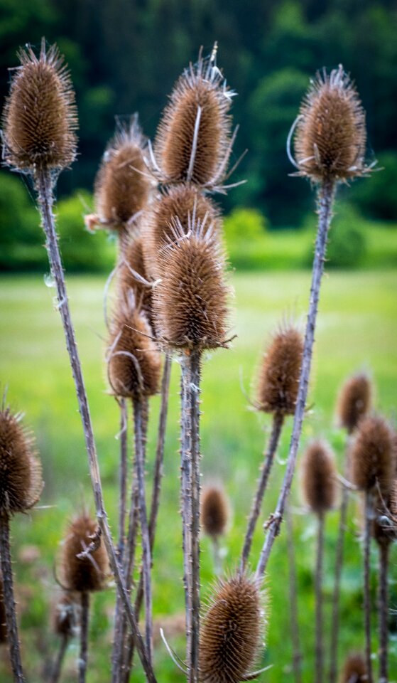 Old nature welkes sheet