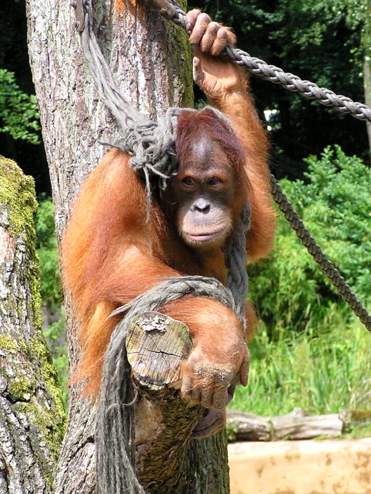 Nature cute primates
