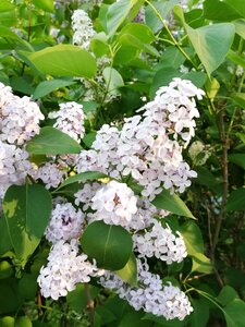 Spring may nature