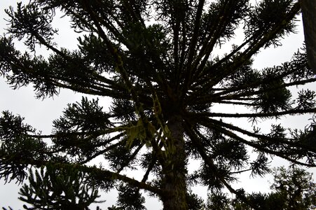 Tree green flying
