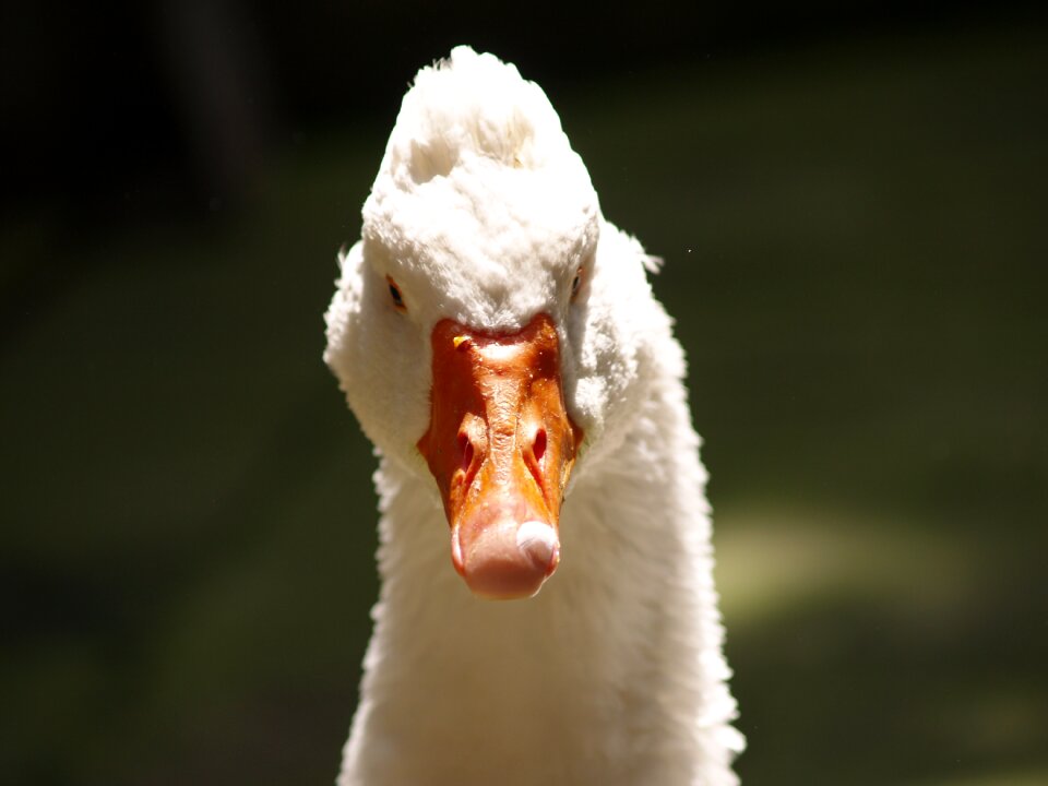 Look face-to-face portrait