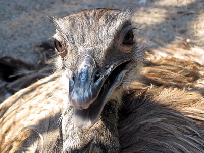 Ostrich bird flightless