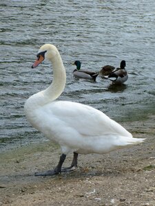 Bird water bird waters photo