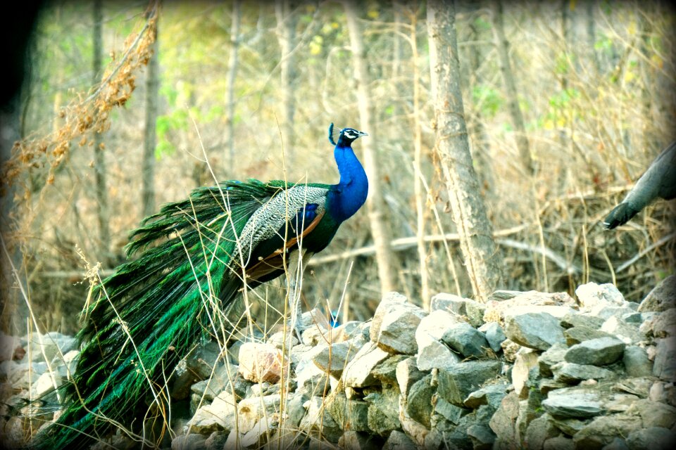 Bharat banswara nature