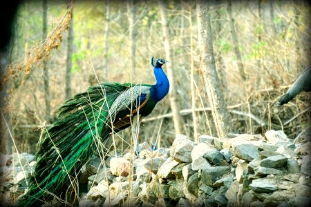 Bharat banswara nature