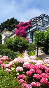 Pink flowers lombard street