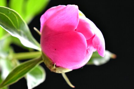 Closeup pink flower macro photography photo