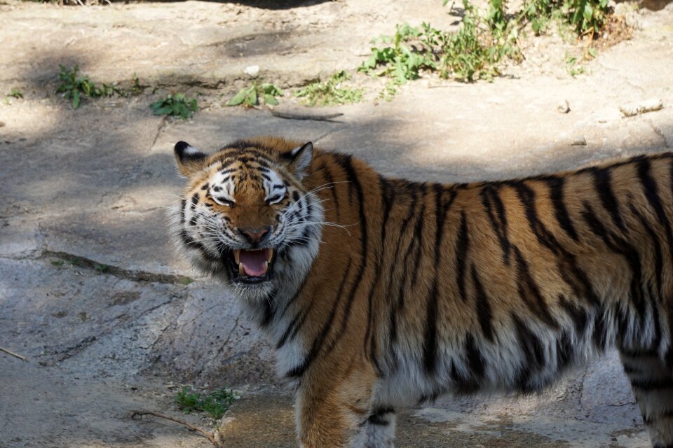 Zoo wild animal wildcat photo