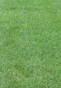 Yard green turf photo