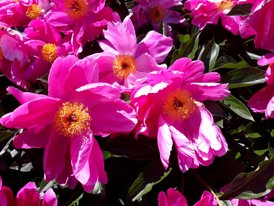 Pink large blooms blossom photo