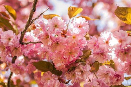 Sakura cherry Free photos