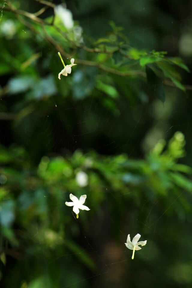 Nature blossom plant