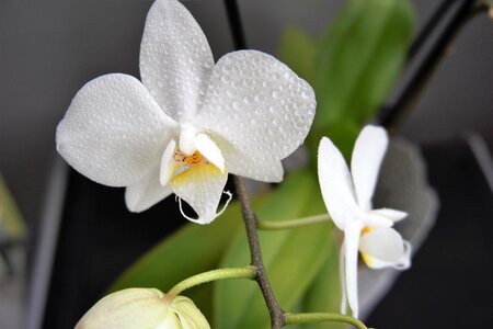 Nature flower flower orchid