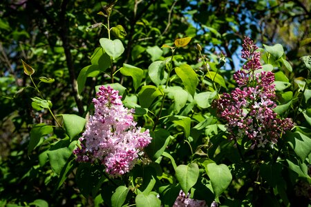Garden spring