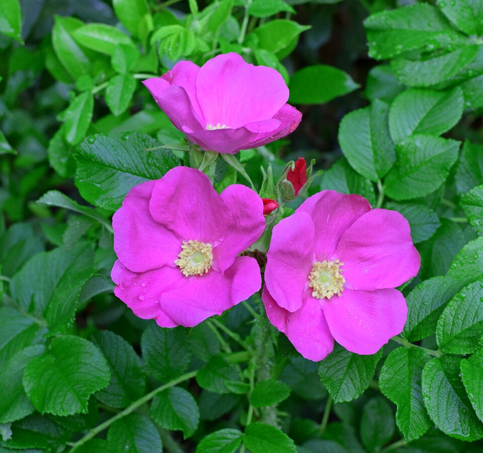 Rain-wet flower blossom