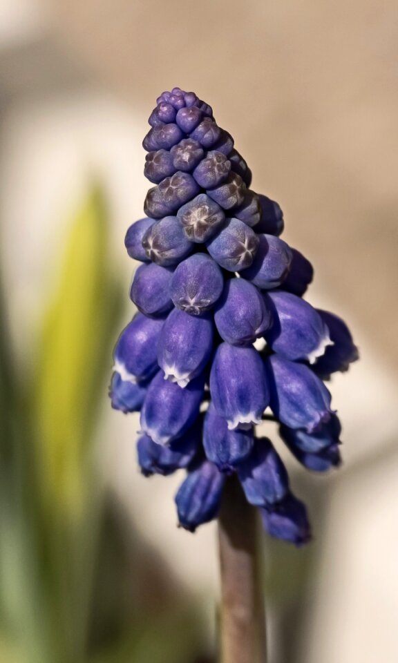 Garden spring flower