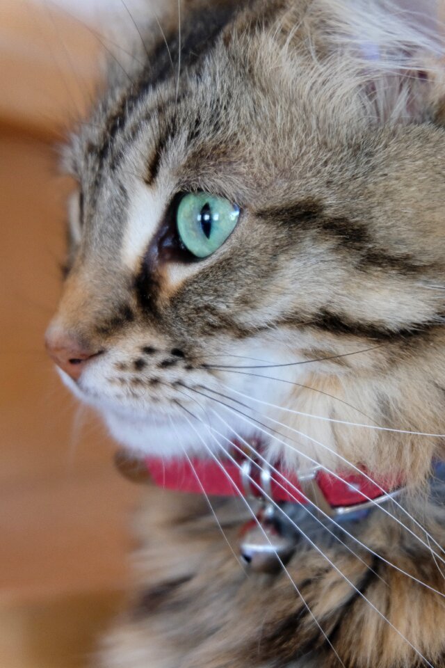 Cat eyes eyes look