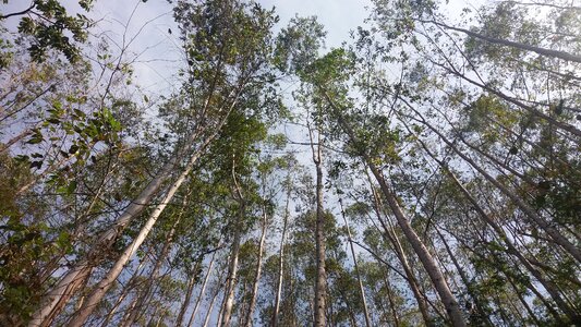 Nature romanticism romantic