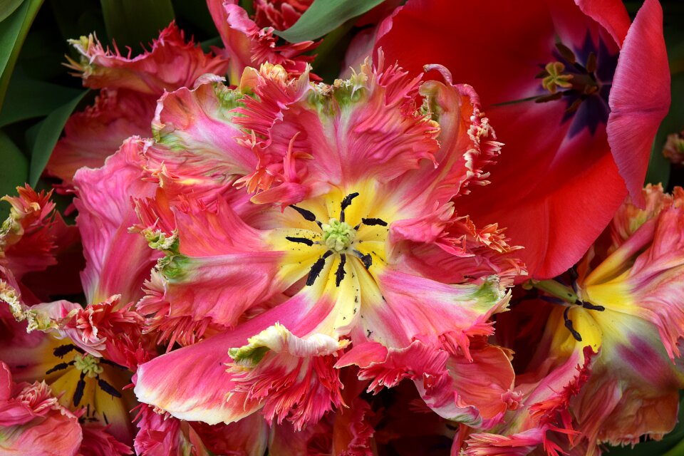 Floral petal flowers photo
