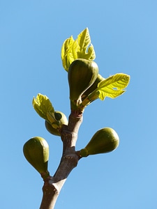 Real coward fig leaves tree