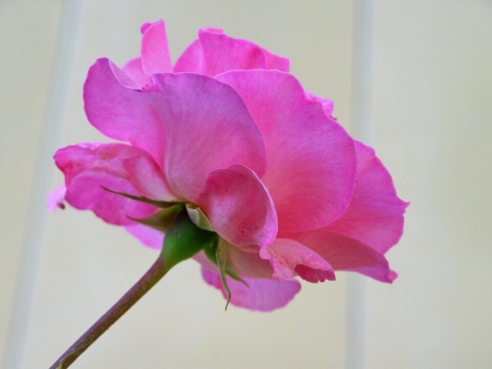 Rose pink flower flower garden