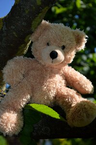 Teddy bear soft toy tree photo