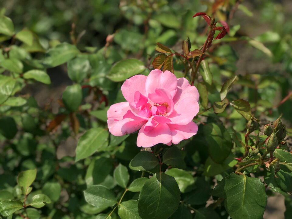 Bloom plant garden