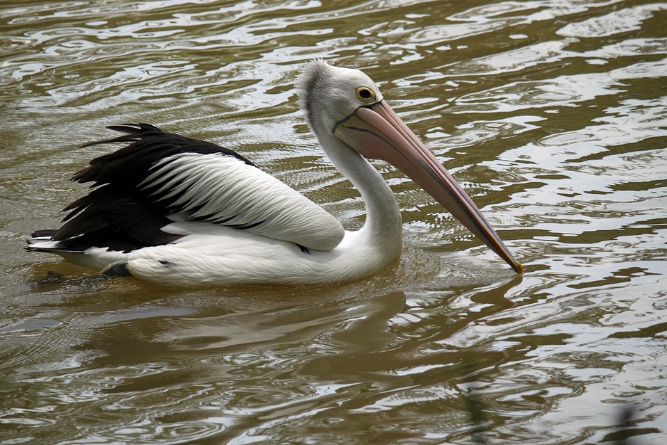 Bird fly wings