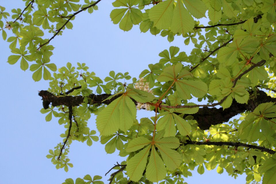 Chestnut tree leaves
