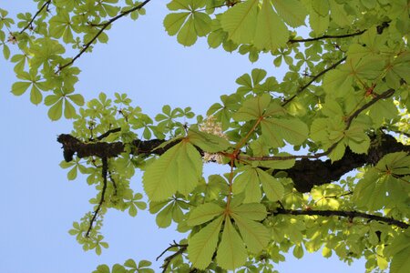 Chestnut tree leaves