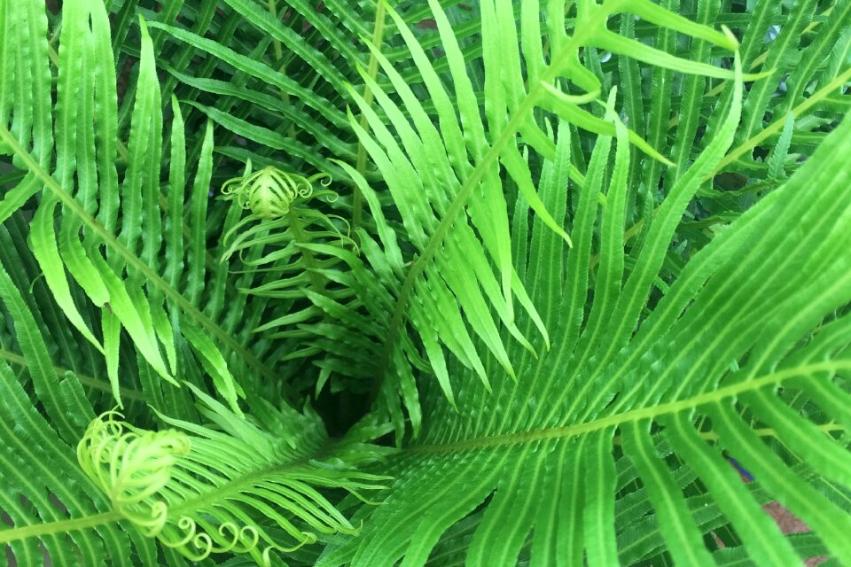 Plant natural freshness