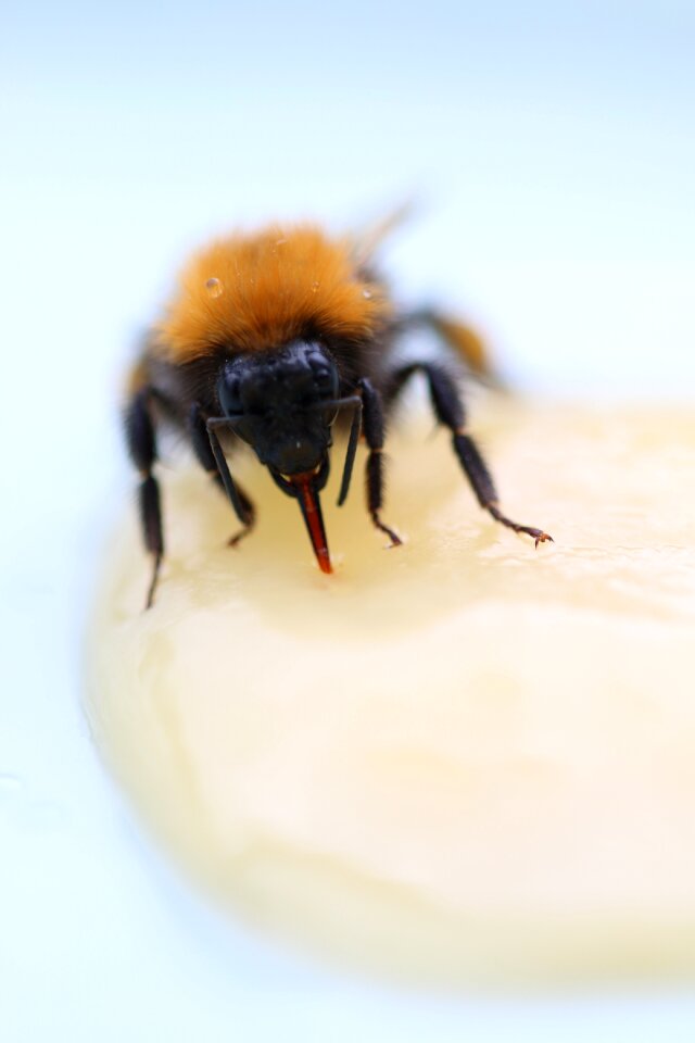Bee honey bumblebee