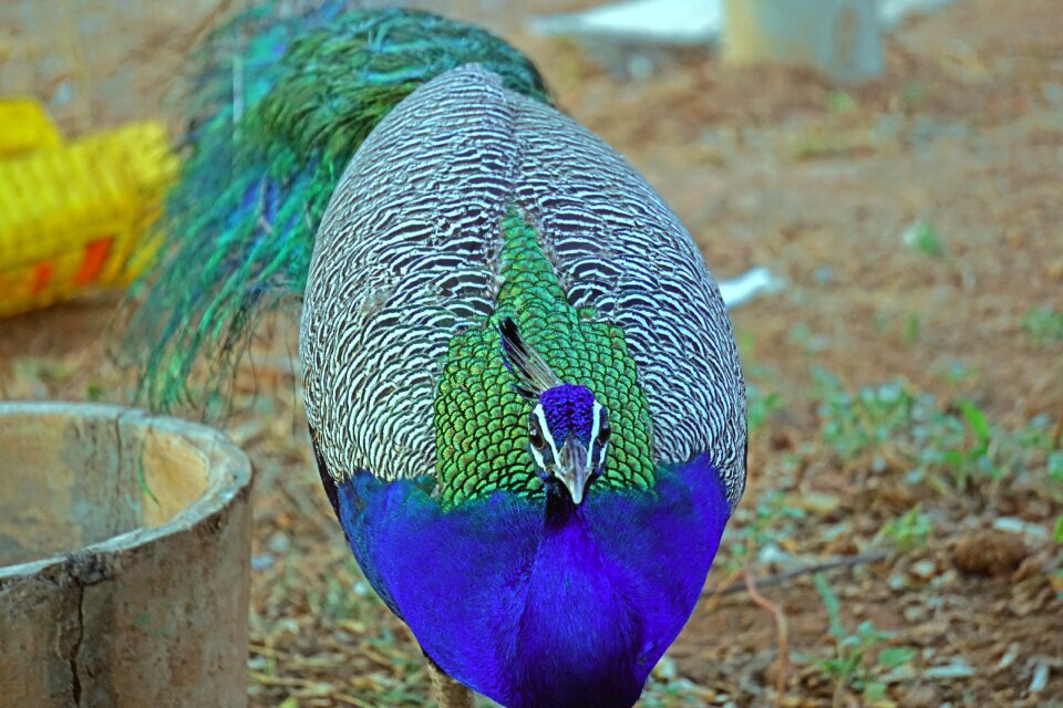 Wildlife bharat banswara