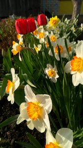 Narcissus spring flowers nature