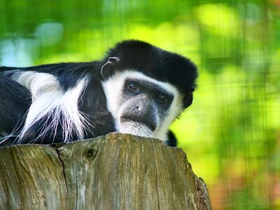 Wildlife animal primate