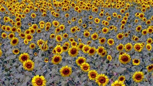 Sunflower fields fields photo
