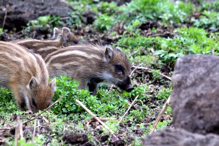 Wild pig wildlife