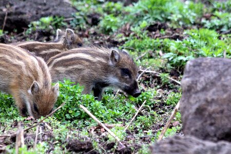 Wild pig wildlife photo