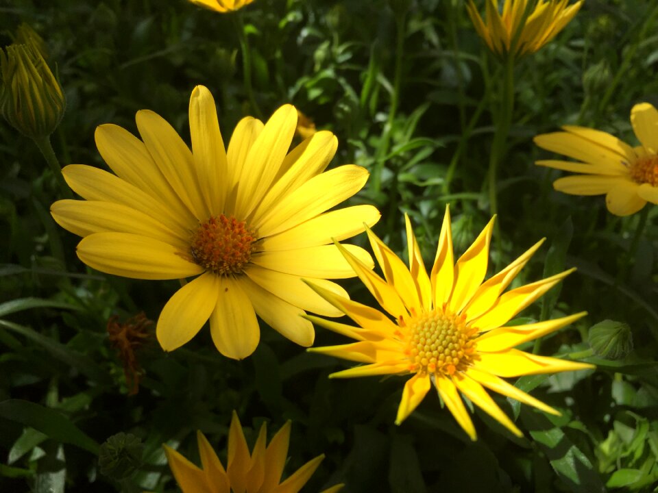 Floral summer nature