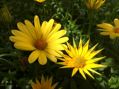 Floral summer nature