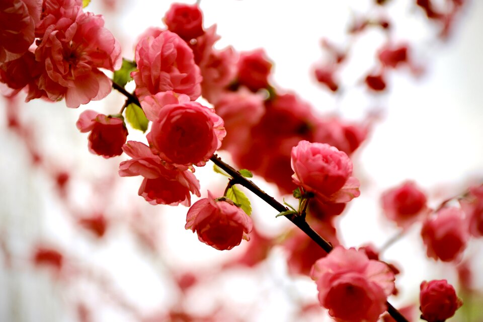 Spring nature bloom